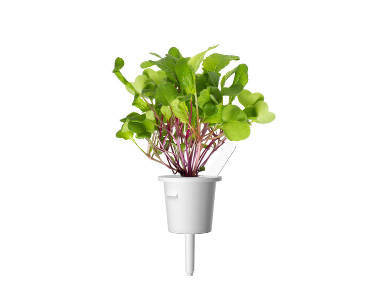 Leaf Radish Plant Pods 3-pack