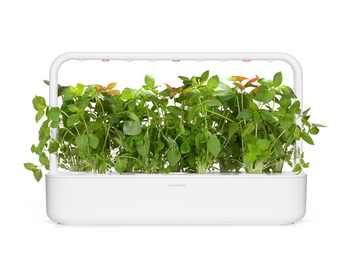 Lemon Basil Plant Pods