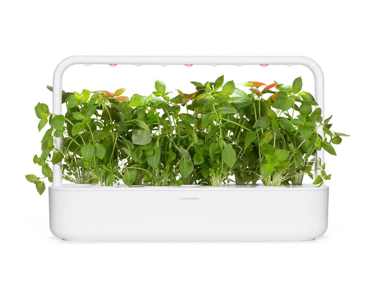 Lemon Basil Plant Pods