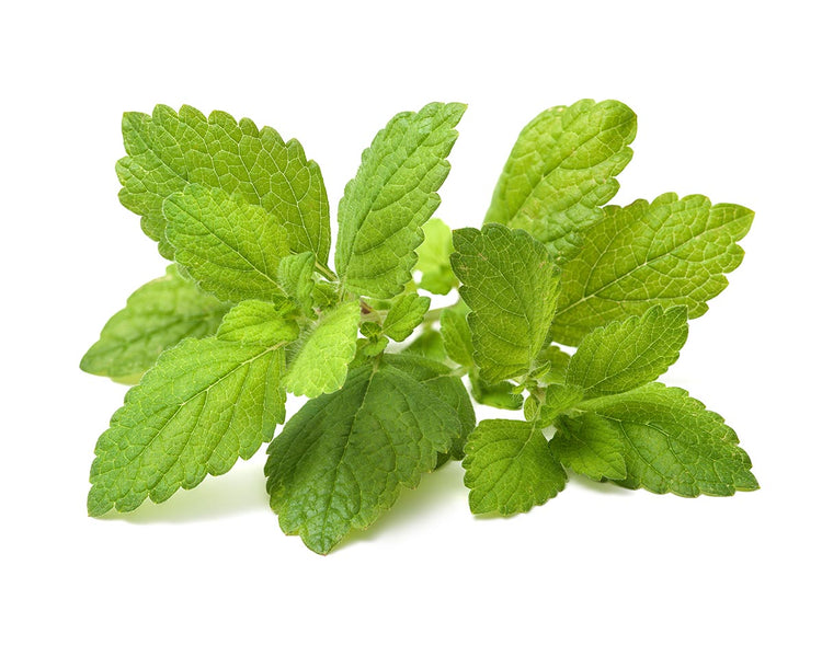 Lemon Balm Plant Pods