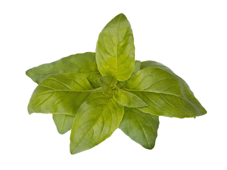 Lime Basil Plant Pods