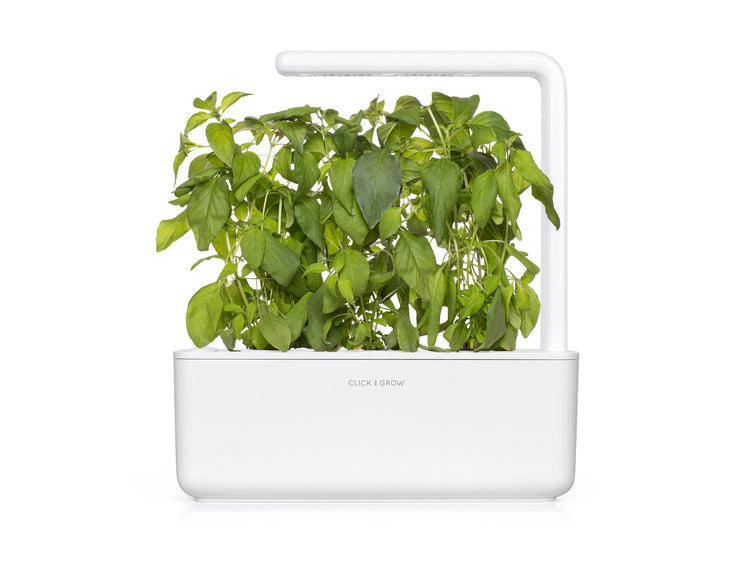 Lime Basil Plant Pods