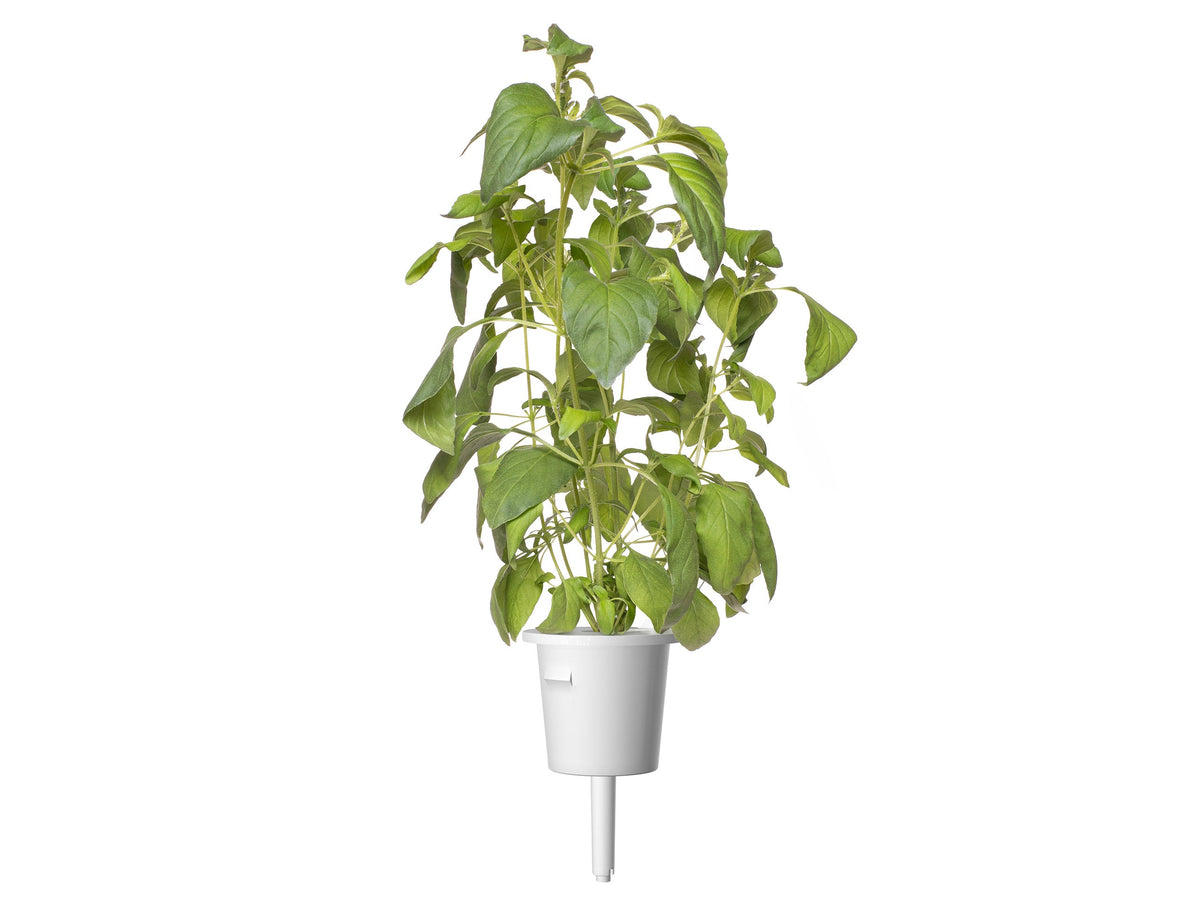 Lime Basil Plant Pods