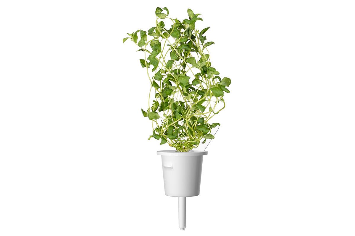 Marjoram Plant Pods