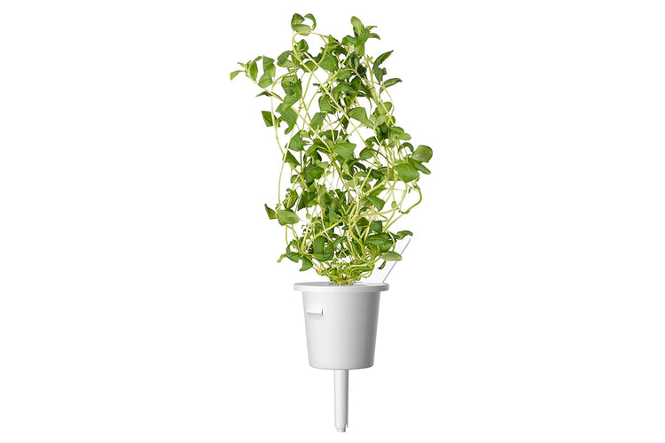 Marjoram Plant Pods