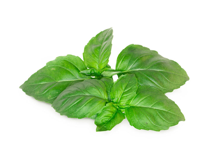 Marseille Basil Plant Pods
