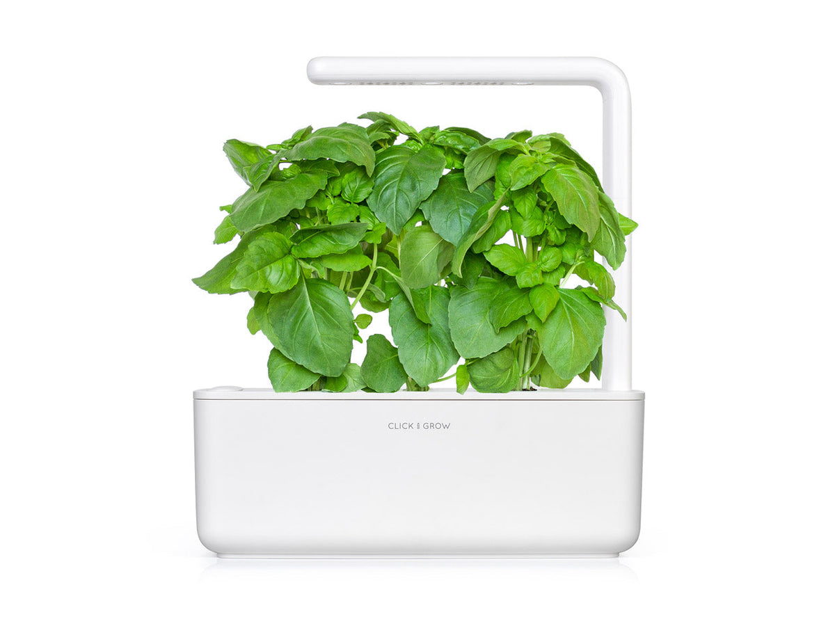 Marseille Basil Plant Pods
