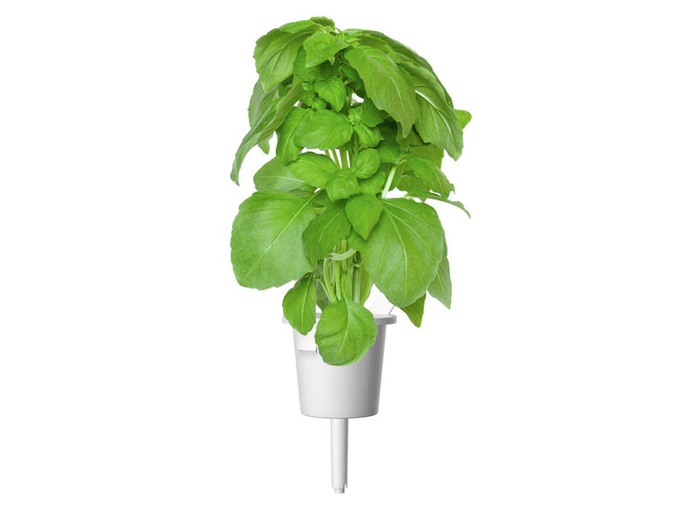 Marseille Basil Plant Pods