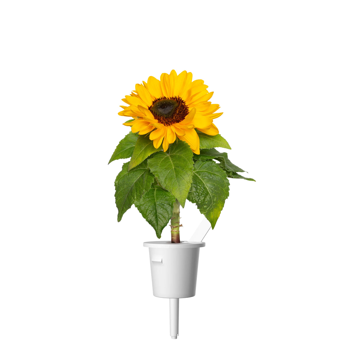 Mini Sunflower Plant Pods 3-pack / Mini Sunflower Plant Pods 3-pack