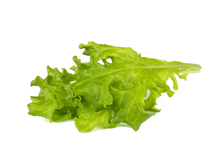 Oakleaf Lettuce Plant Pods