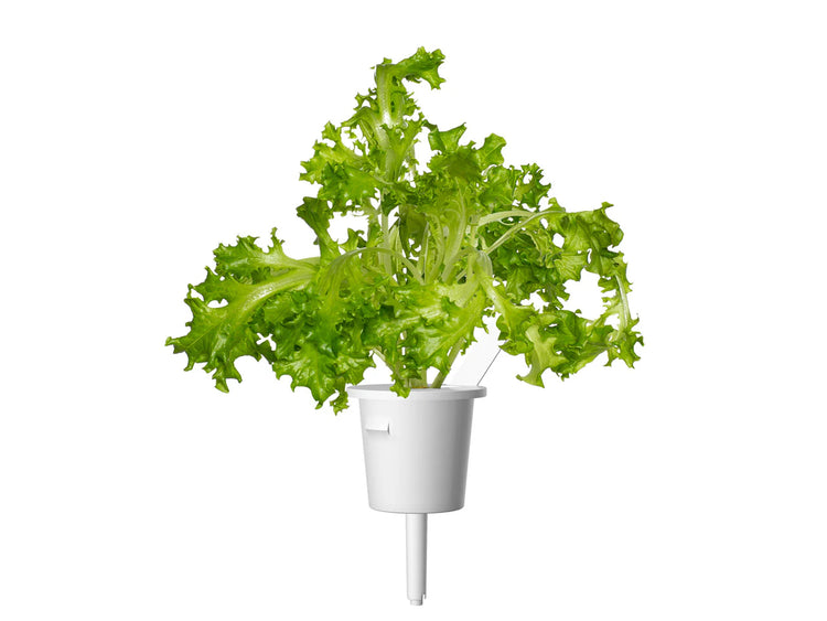 Oakleaf Lettuce Plant Pods