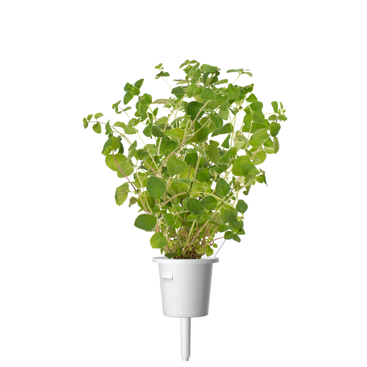 Oregano Plant Pods