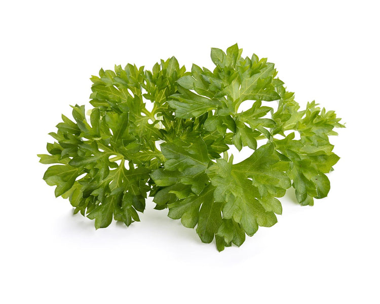 Curly Parsley Plant Pods