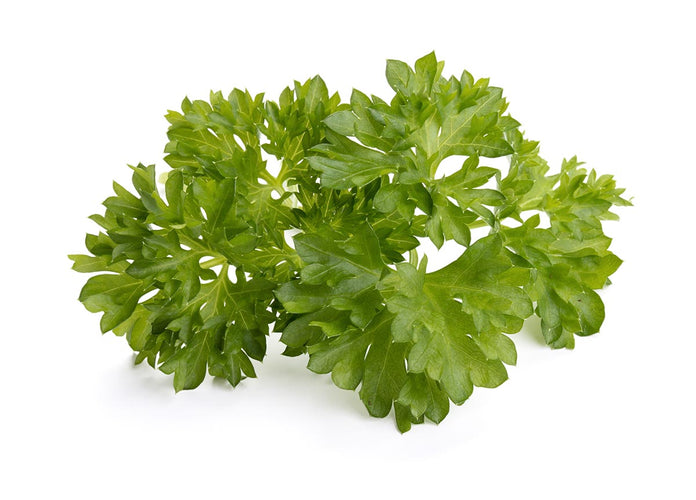 Curly Parsley Plant Pods 9-pack