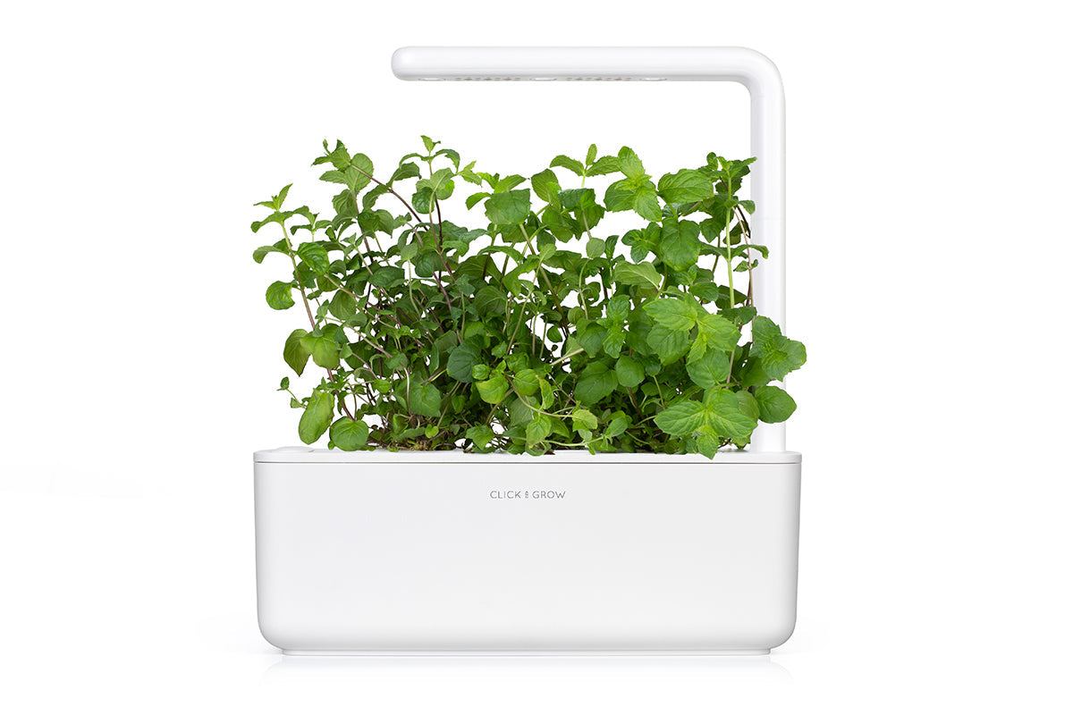 can peppermint plants live indoors Peppermint Plant Pods – Click & Grow Singapore