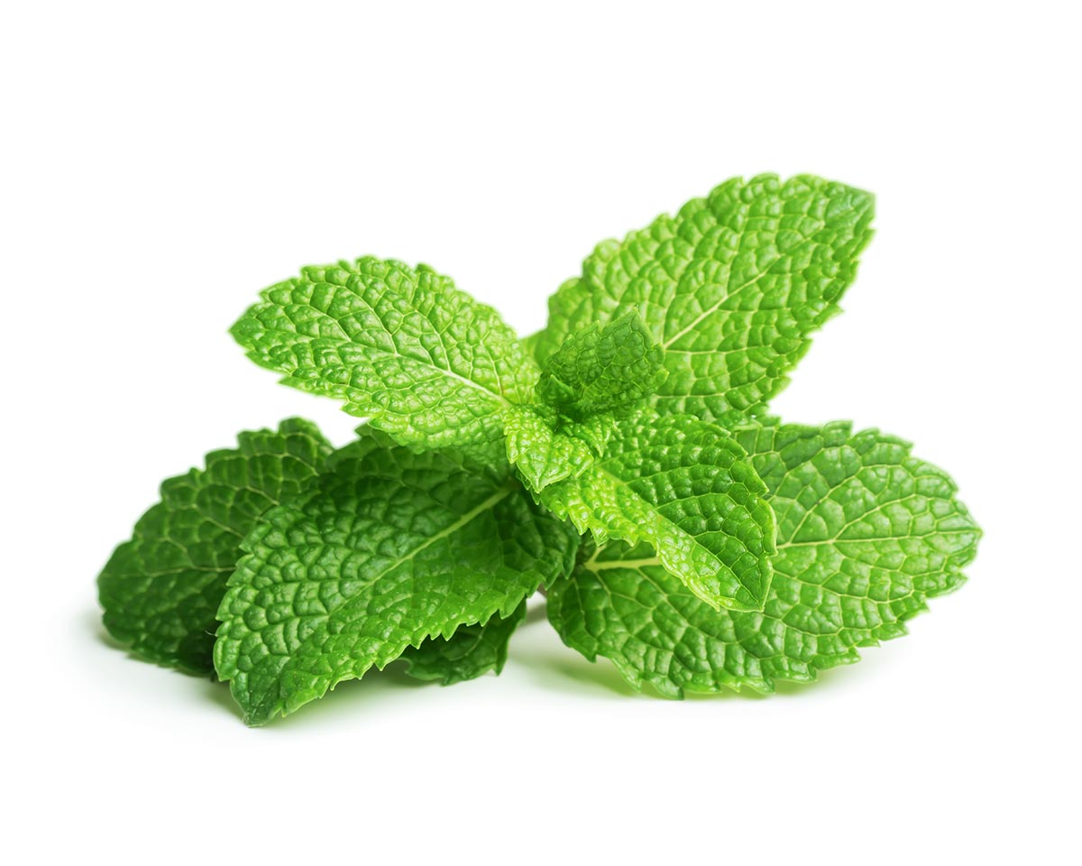 peppermint succulent Peppermint Plant Pods – Click & Grow Singapore