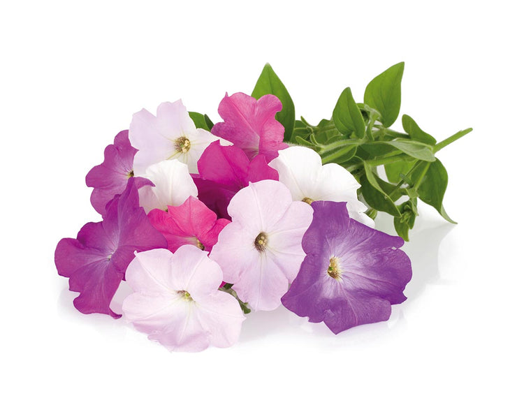 Petunia Plant Pods