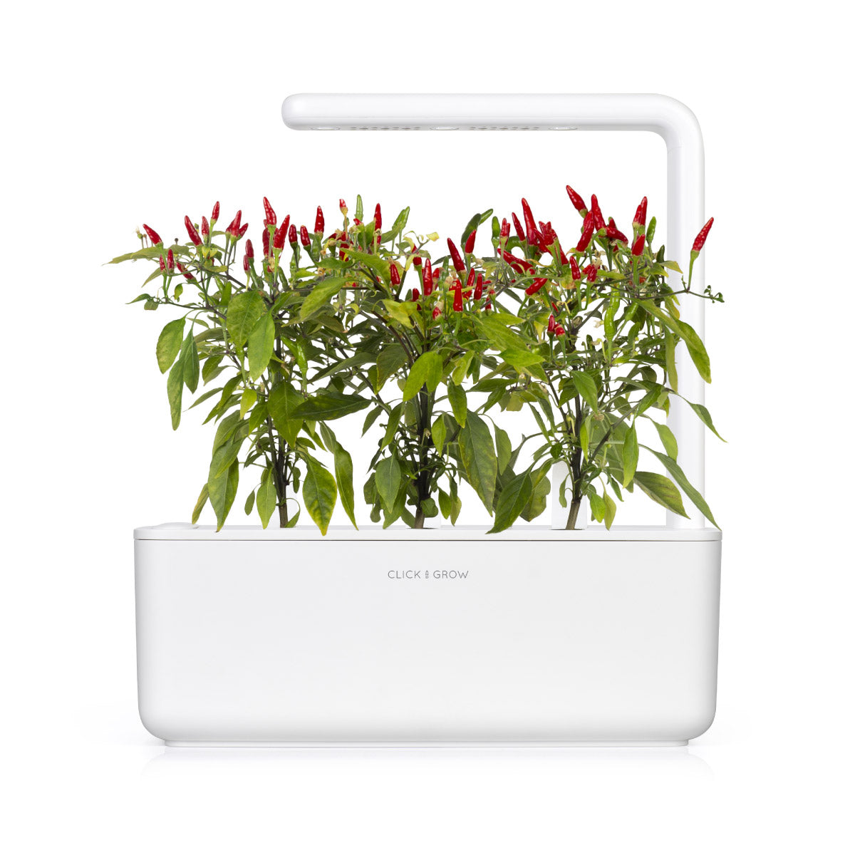 Piri Piri Chili Pepper grow chili pepper at home Click & Grow indoor garden