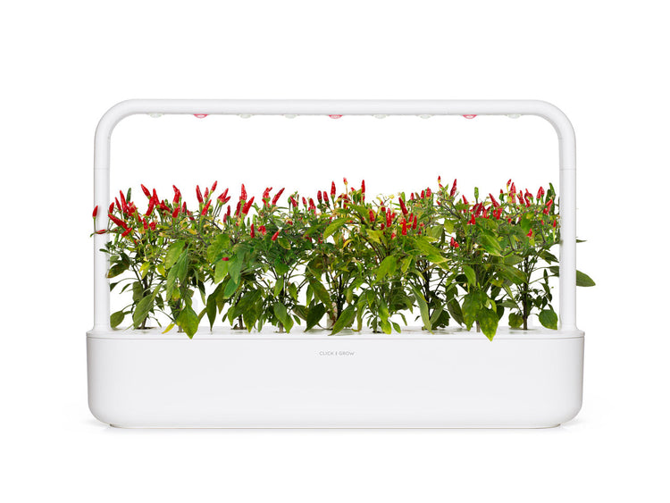 Piri Piri Chili Pepper Plant Pods