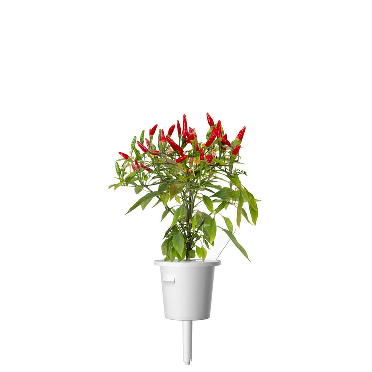 Piri Piri Chili Pepper Plant Pods