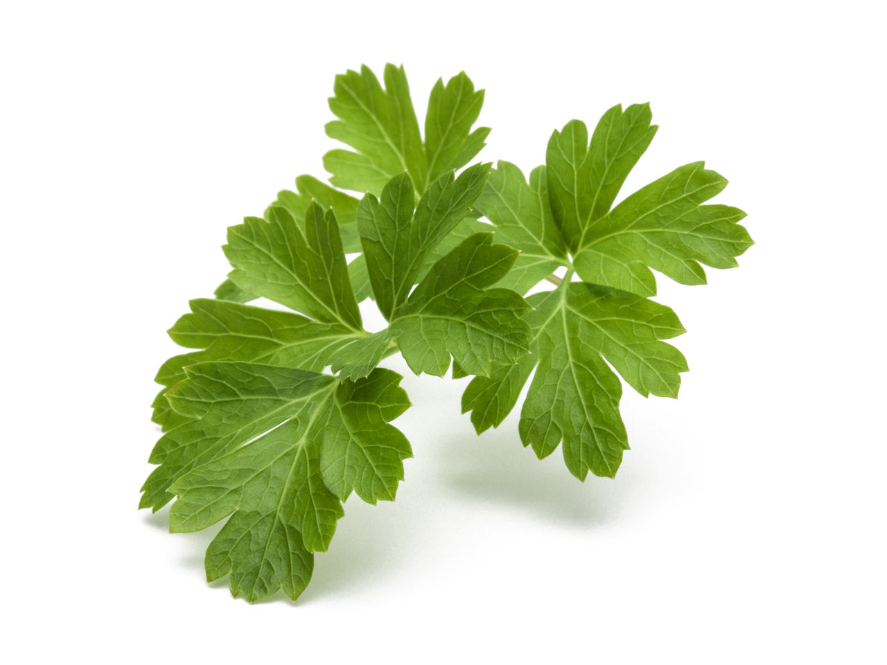 parsley plant indoors Plain Parsley Plant Pods