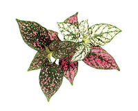 Polka Dot Flower Plant Pods / Polka Dot Flower Plant Pods