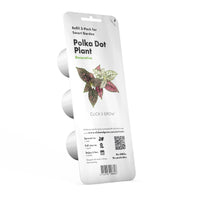 Polka Dot Flower Plant Pods / Polka Dot Flower Plant Pods