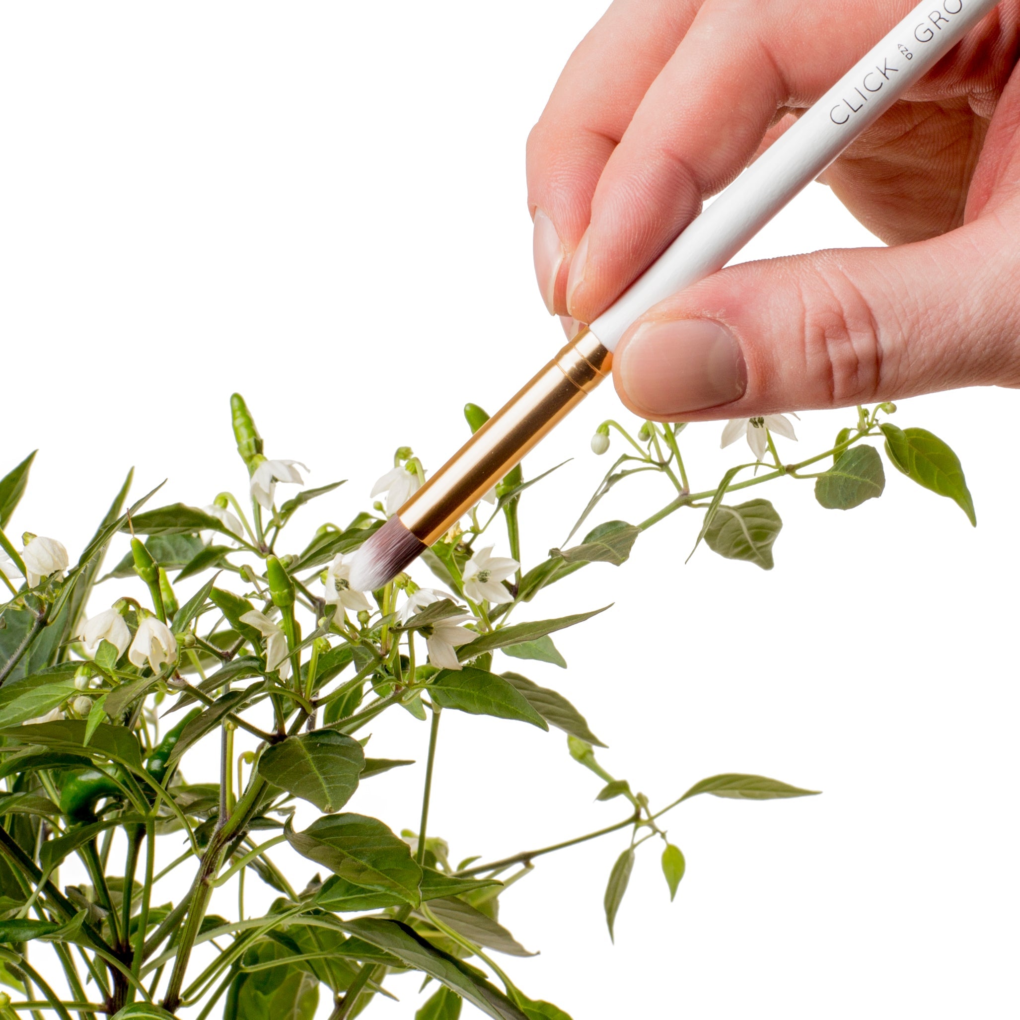 Pollinating Brushes Pollination Brush – Click & Grow Asia