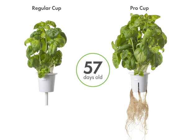 Pro Plant Cups - perforated cups for increased yield (9 pcs) – Click ...