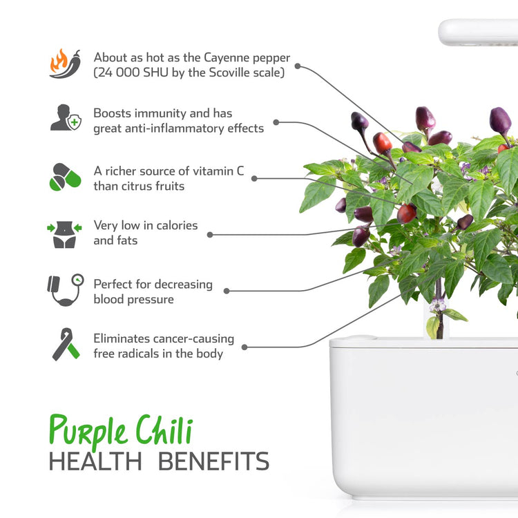 Purple Chili Pepper Plant Pods