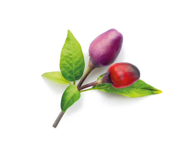 Purple Chili Pepper Plant Pods