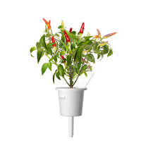 Red Hot Chili Pepper Plant Pods / Red Hot Chili pepper capsule - Click & Grow indoor herb garden - Grow Chili Pepper at home with an indoor garden