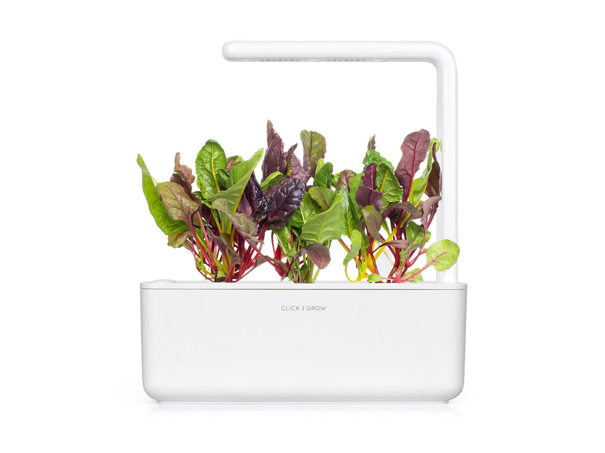 Rainbow Chard Plant Pods