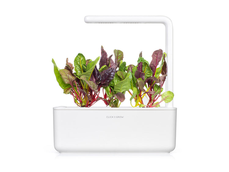 Rainbow Chard Plant Pods