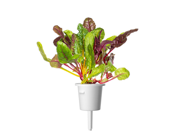 Rainbow Chard Plant Pods