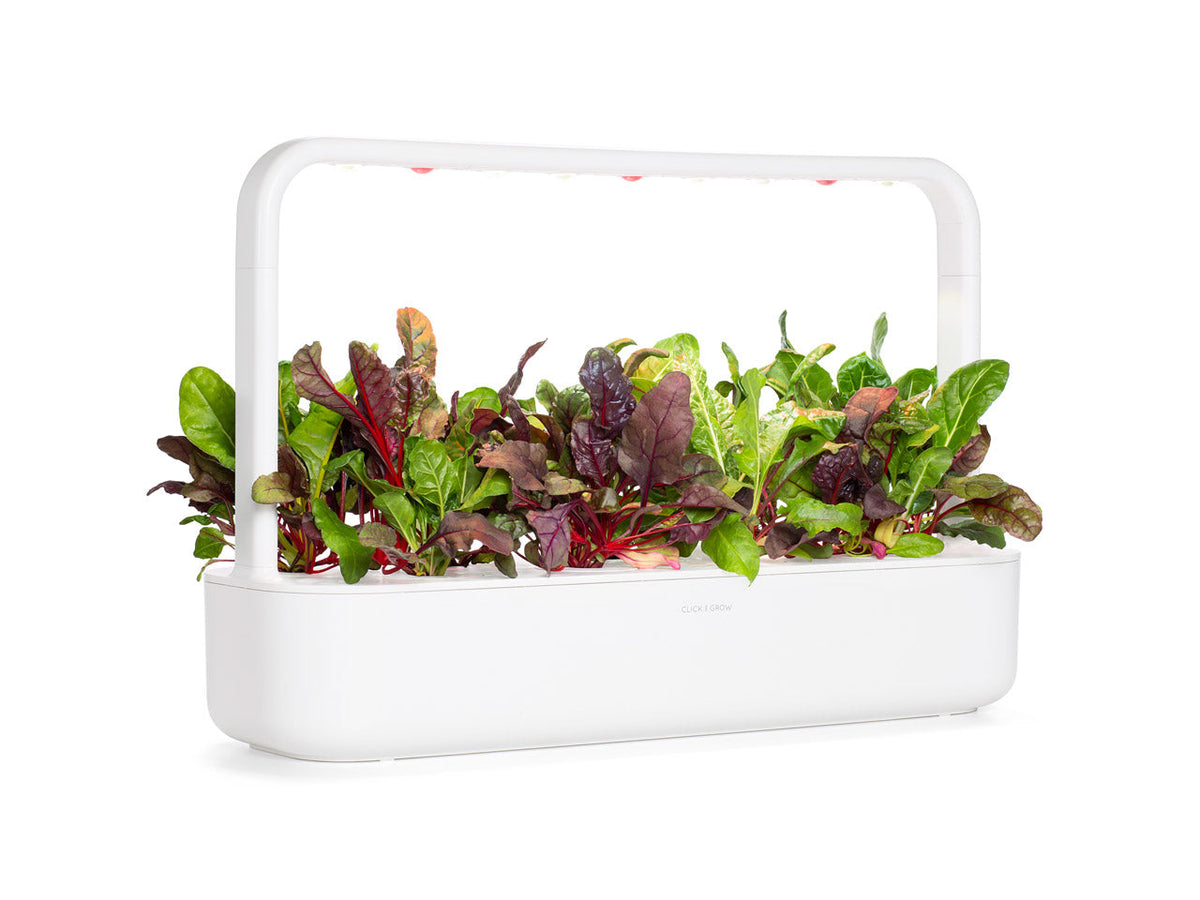 Rainbow Chard Plant Pods