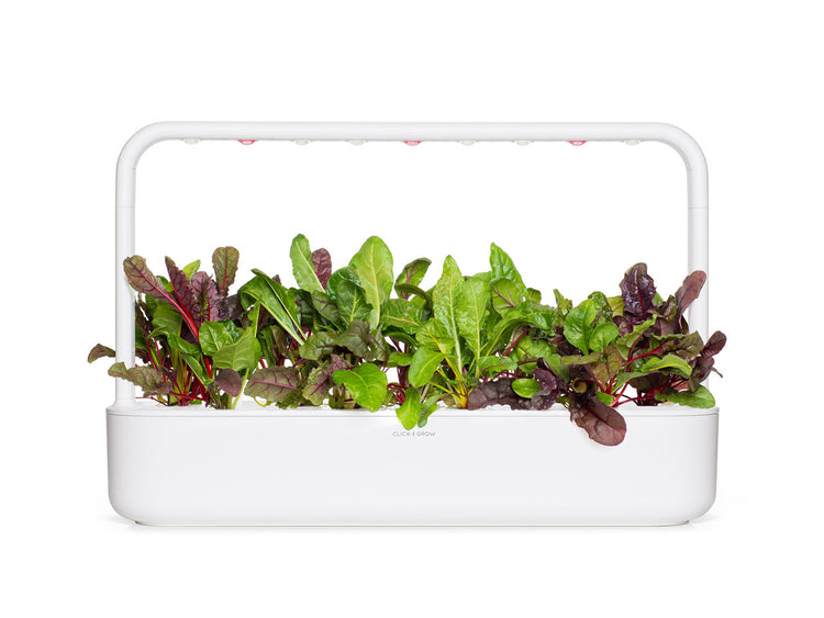 Rainbow Chard Plant Pods