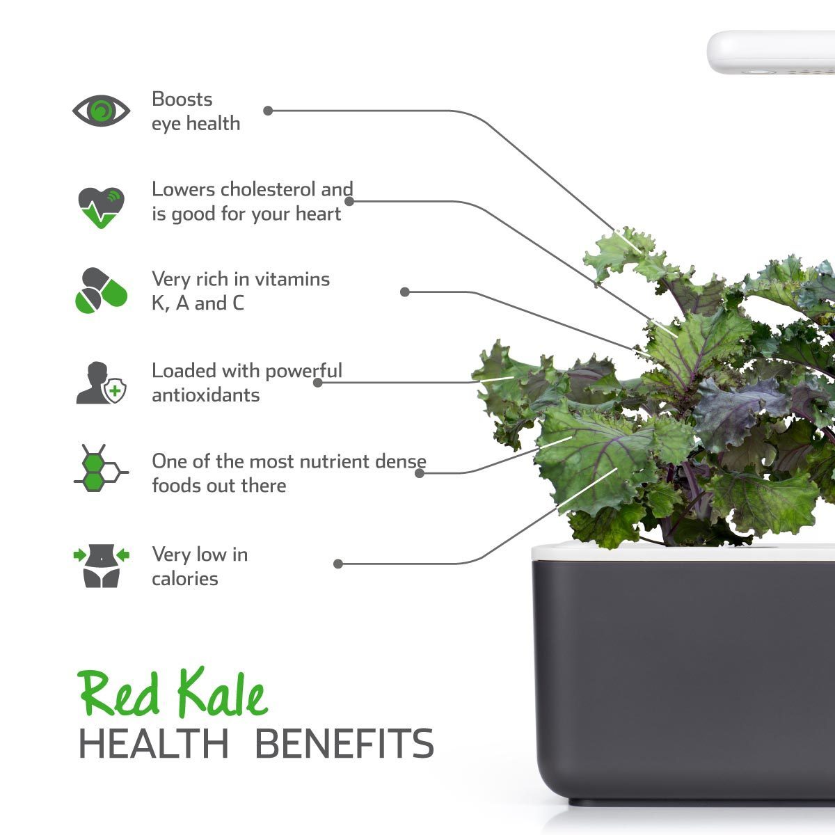 Red Kale Plant Pods 3-pack