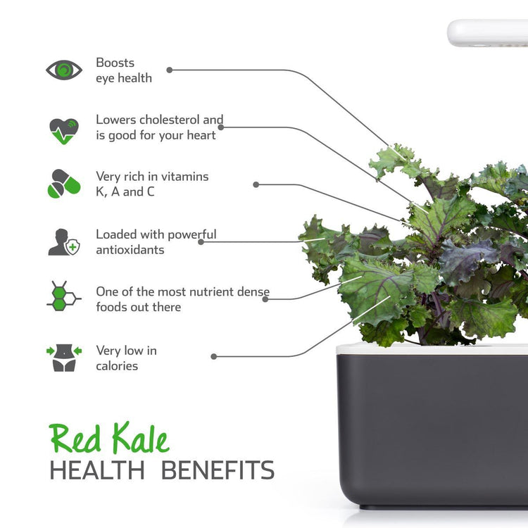 Red Kale Plant Pods 3-pack