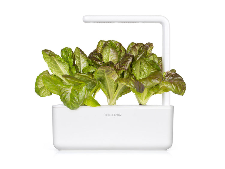 Red Romaine Lettuce Plant Pods
