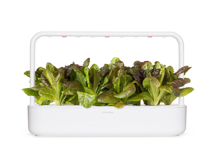 Red Romaine Lettuce Plant Pods