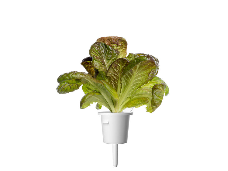 Red Romaine Lettuce Plant Pods