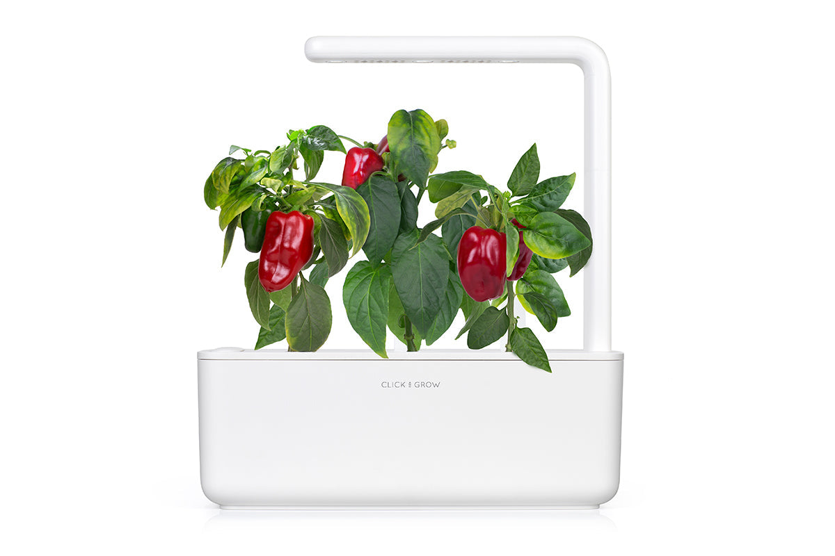 thai pepper plant indoors Red Sweet Pepper Plant Pods – Click & Grow Singapore
