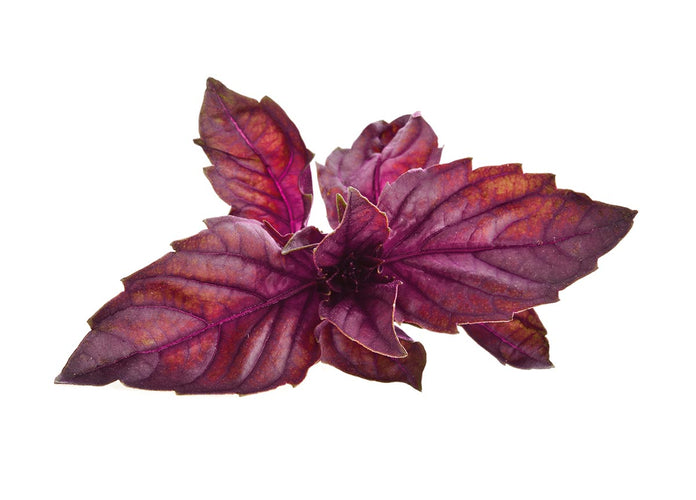 Red Basil Plant Pods 9-pack