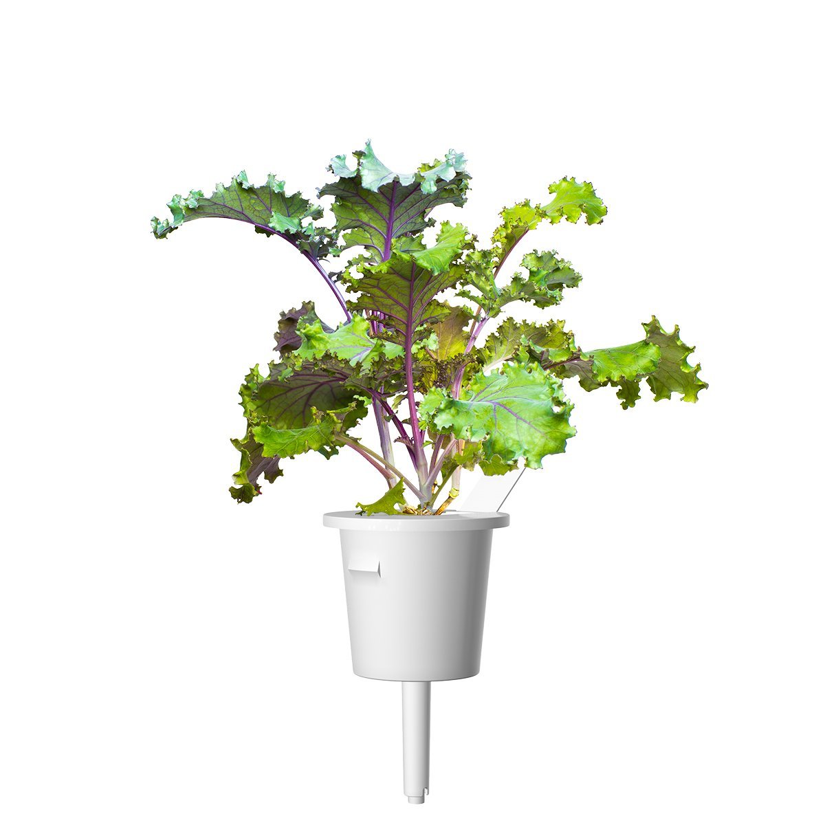 Red Kale Plant Pods 3-pack