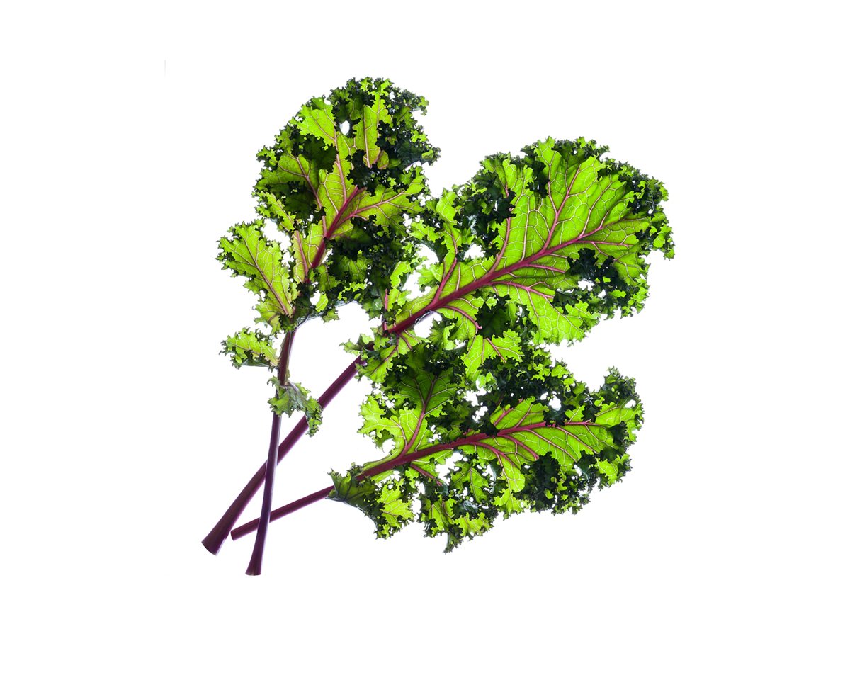 kale succulent Red Kale Plant Pods 3-pack – Click & Grow Singapore