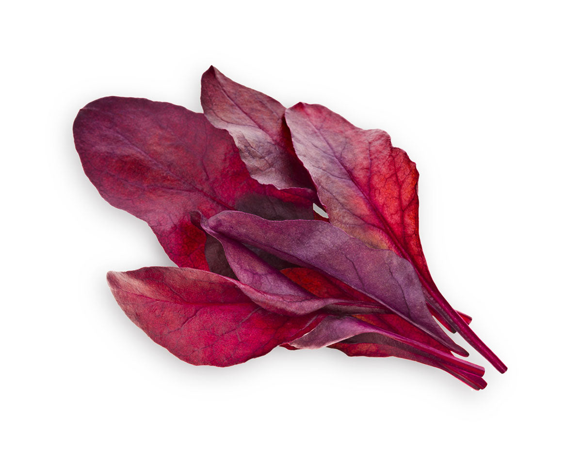 Red Chard Plant Pods 9-pack / Grow red leaf beet at home. Click & Grow smart gardens. Grow food with Click and Grow.