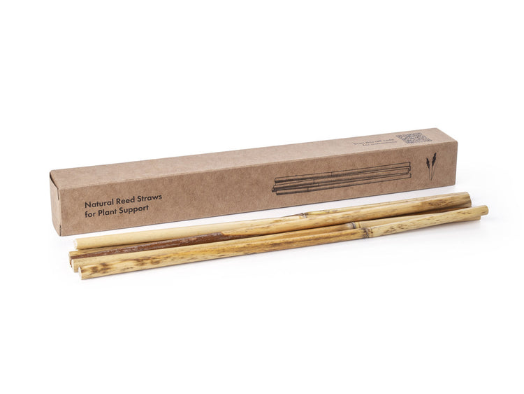 Natural Reed Straws - True support (10 pcs)
