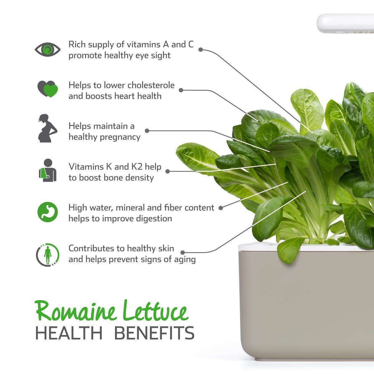 Romaine Lettuce Plant Pods 9-pack / Romaine Lettuce Plant Pods 9-pack