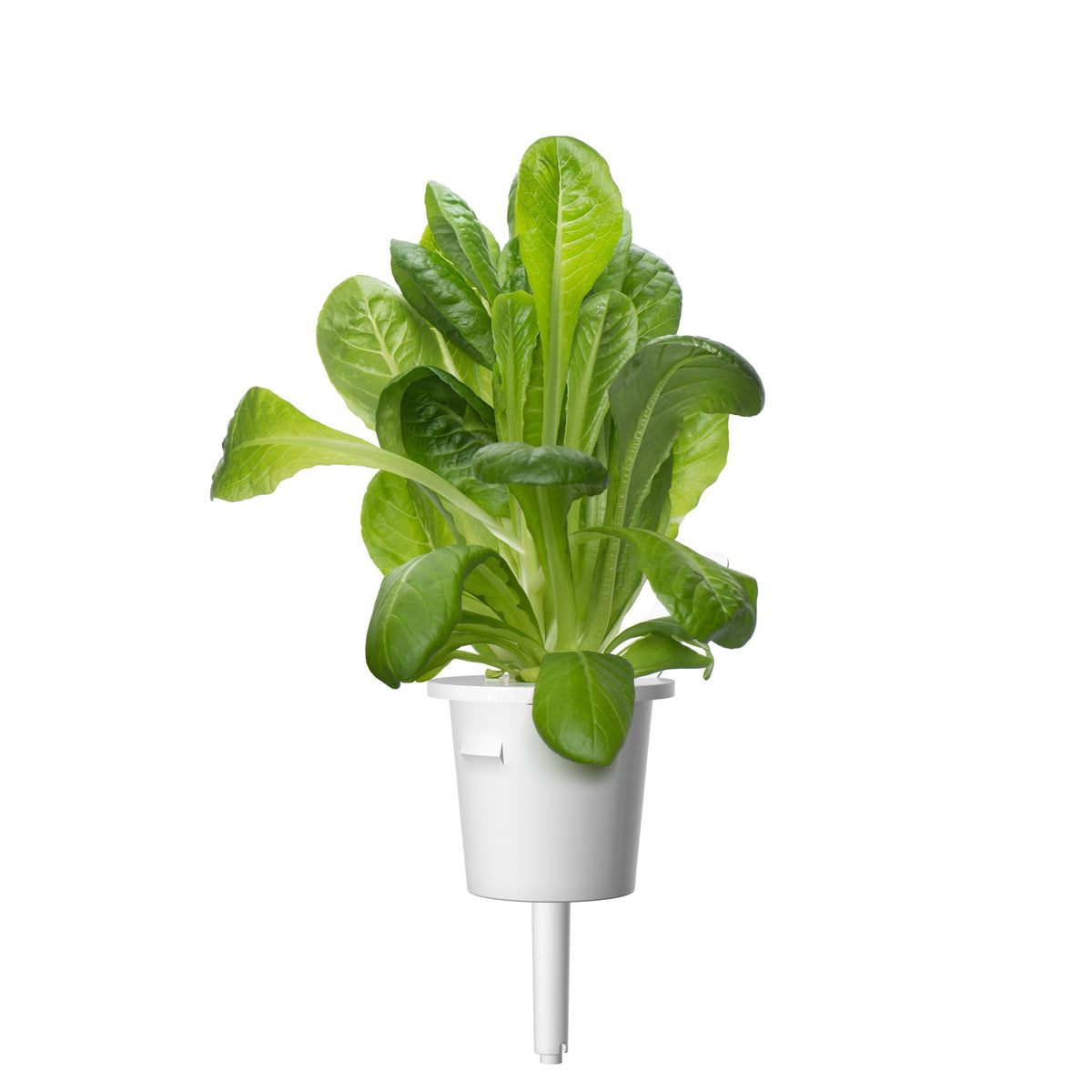 Romaine Lettuce Plant Pods